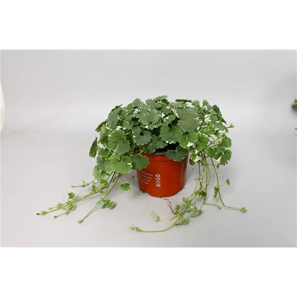 Непета D10 H15 - Nepeta bont