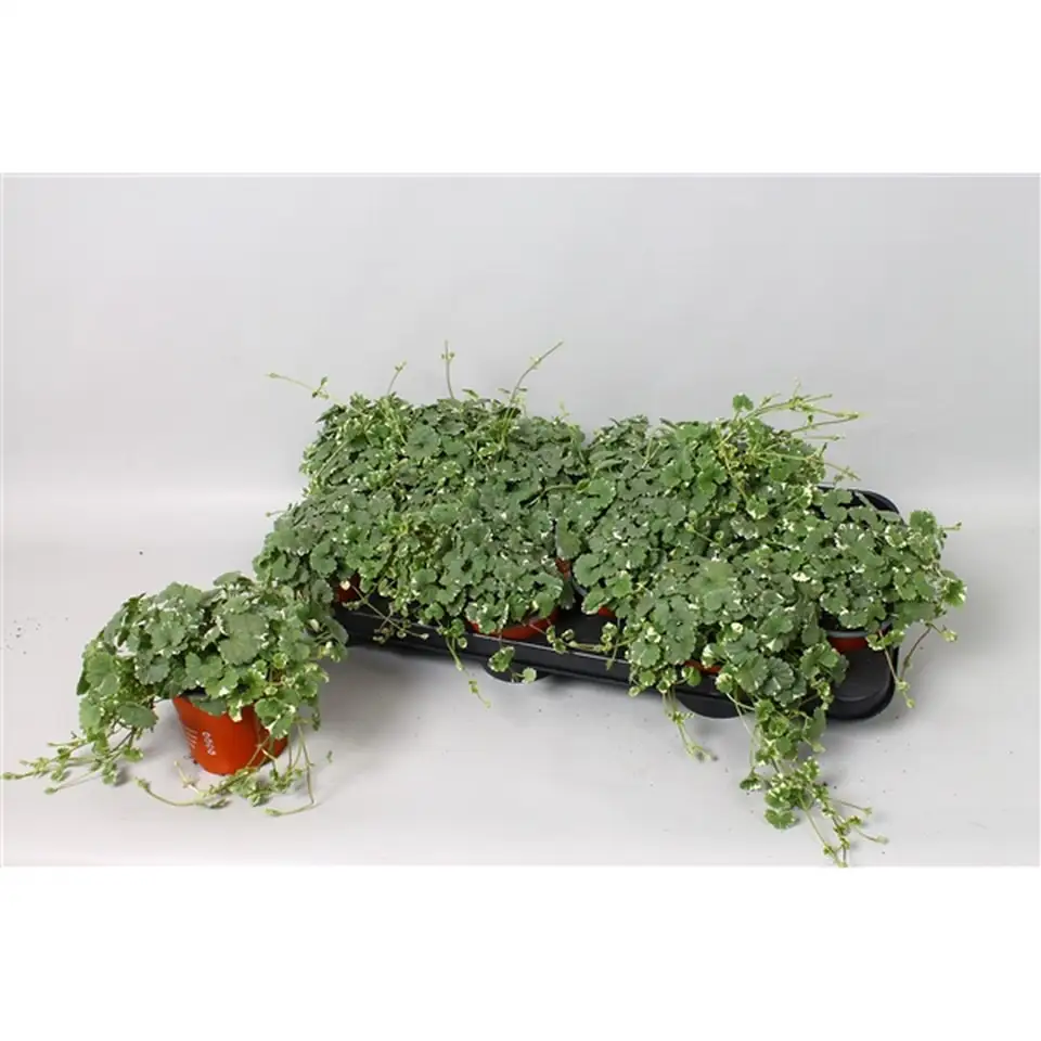 Непета D10 H15 - Nepeta bont - Image 2