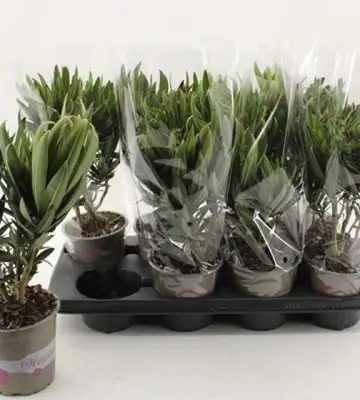 Олеандър D13 H40 - Nerium Oleander