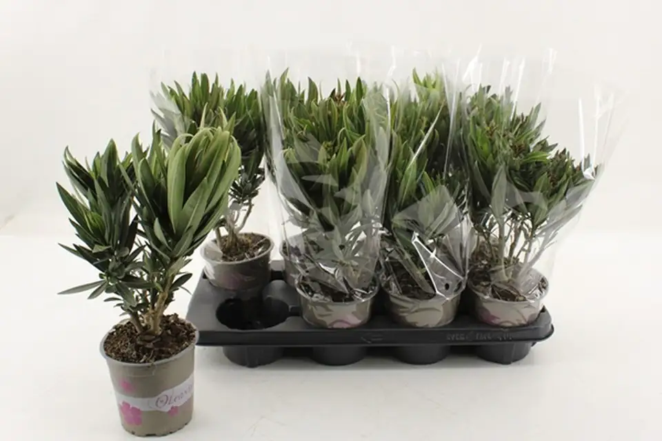 Олеандър D13 H40 - Nerium Oleander