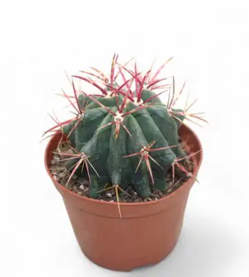 Кактус 10.5/16 - Ferocactus Stainessi