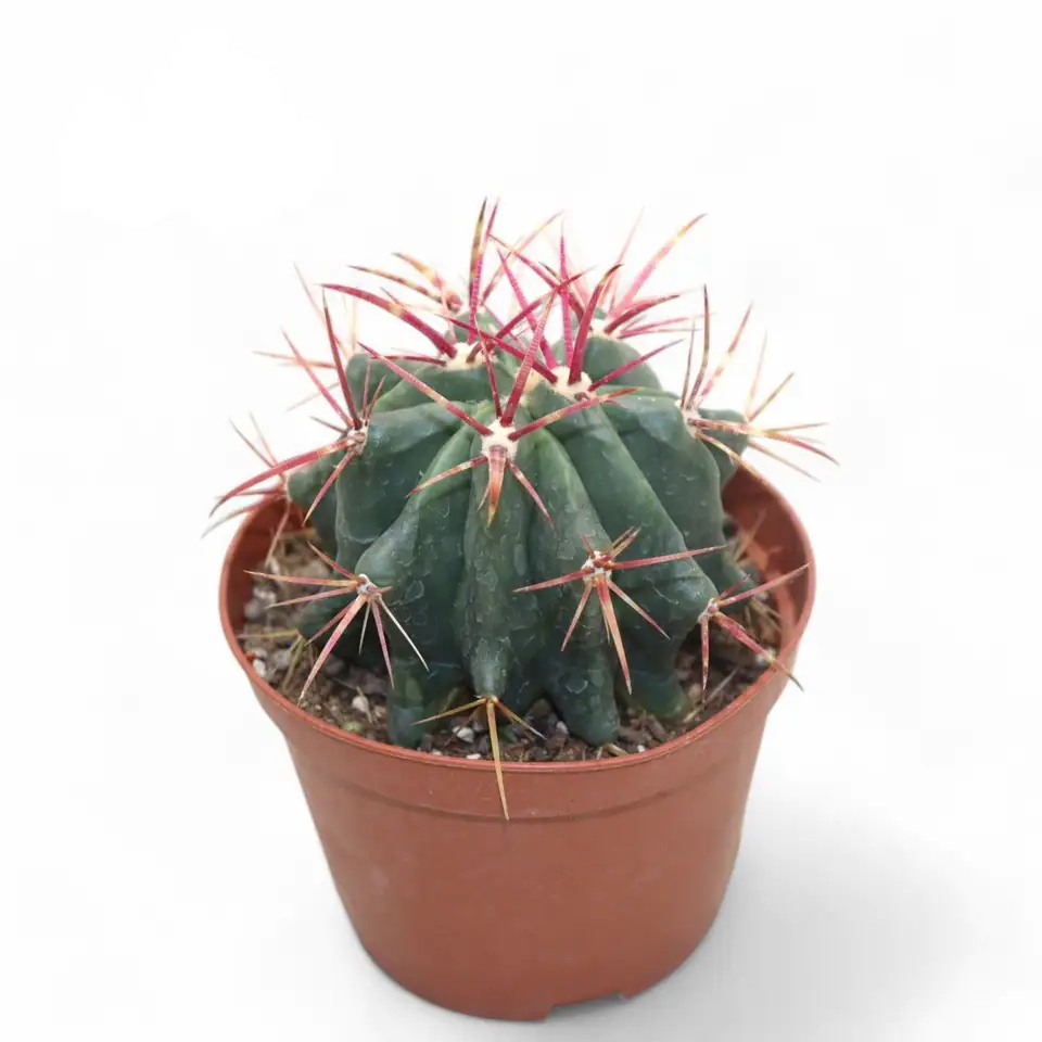 Кактус 10.5/16 - Ferocactus Stainessi