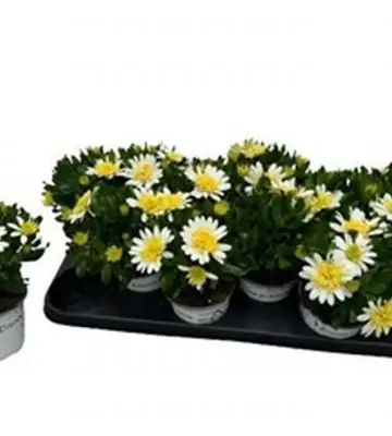 Остеоспермум D10 H22 - Osteospermum Double White