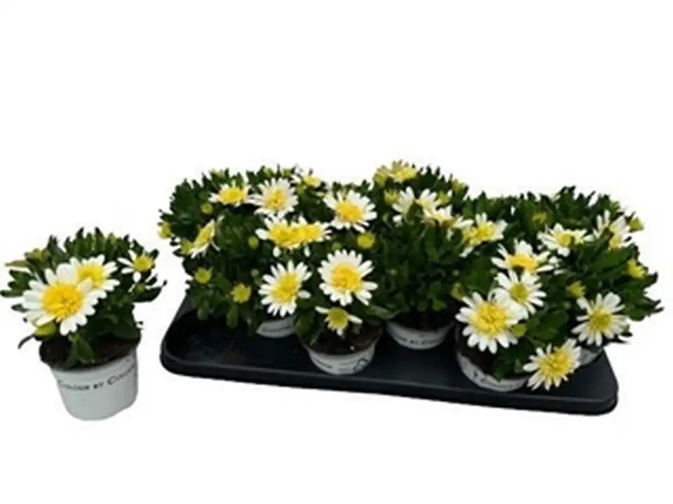 Остеоспермум D10 H22 - Osteospermum Double White