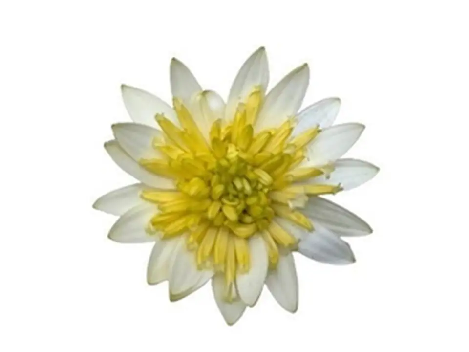 Остеоспермум D10 H22 - Osteospermum Double White - Image 2