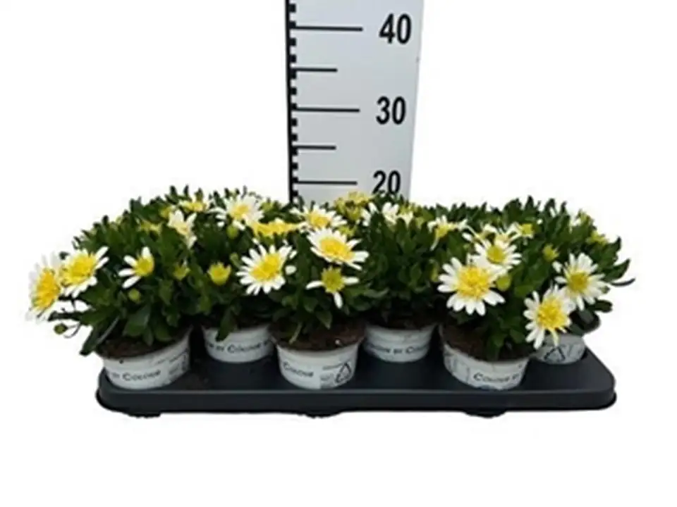 Остеоспермум D10 H22 - Osteospermum Double White - Image 3