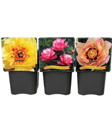 Божур D21 H35 - Paeonia Itoh mix