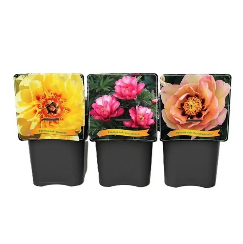 Божур D21 H35 - Paeonia Itoh mix