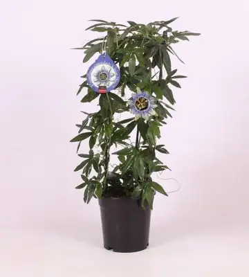Пасифлора D15 H60 - Passiflora caerulea