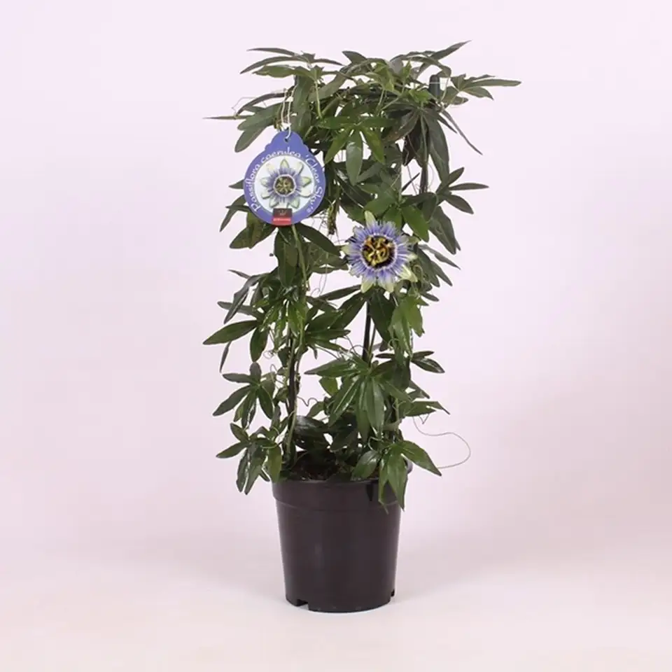 Пасифлора D15 H60 - Passiflora caerulea
