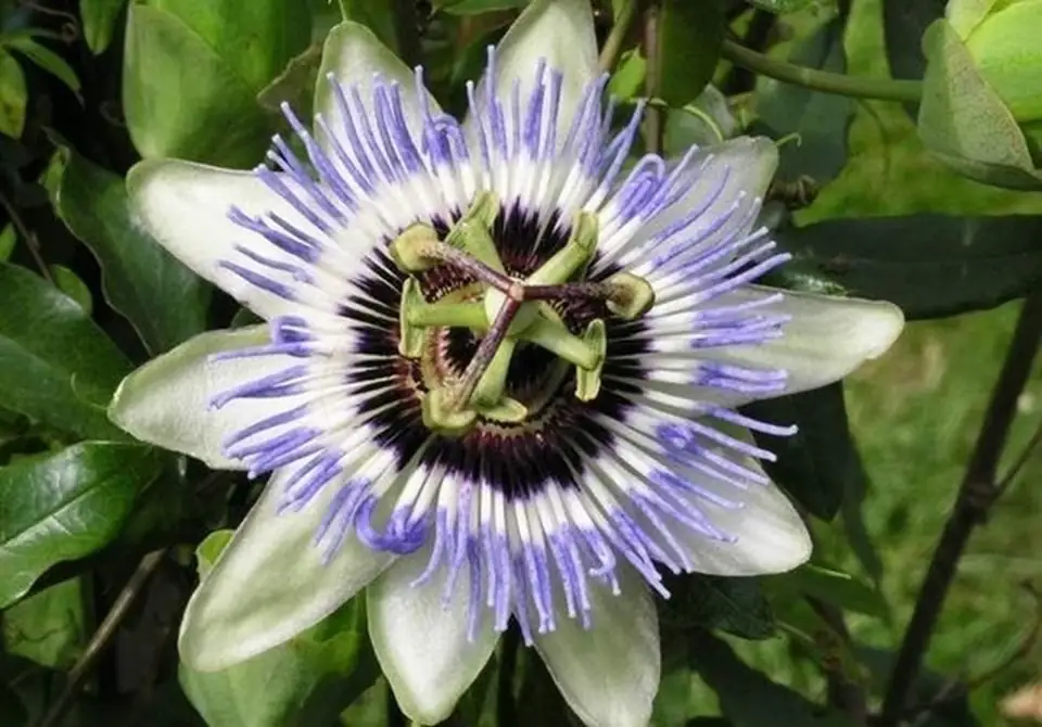 Пасифлора D15 H60 - Passiflora caerulea - Image 2