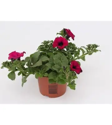 Петуния D13 H15 - Petunia Sunpleasure Purple