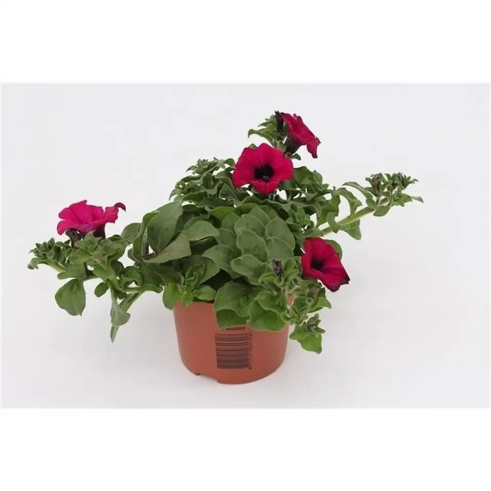 Петуния D13 H15 - Petunia Sunpleasure Purple