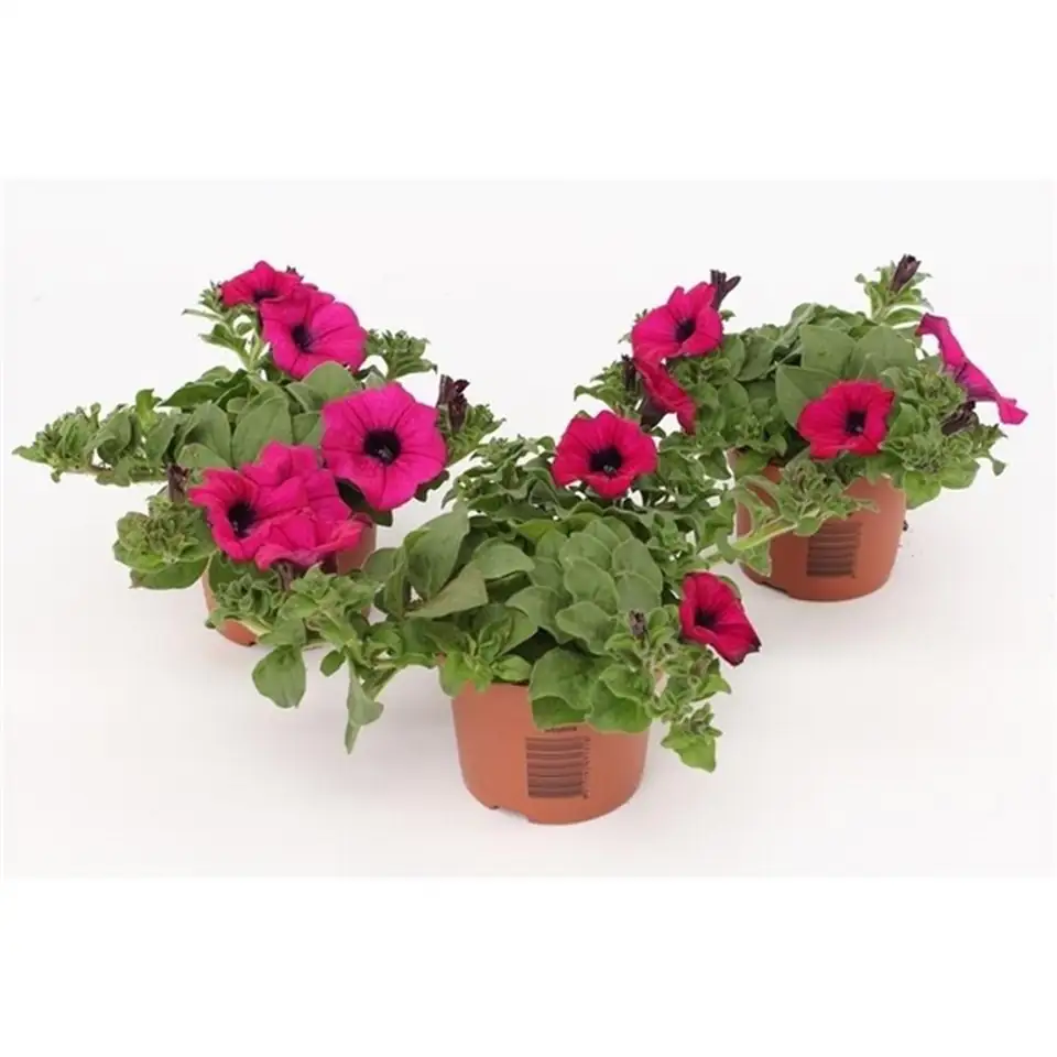 Петуния D13 H15 - Petunia Sunpleasure Purple - Image 2