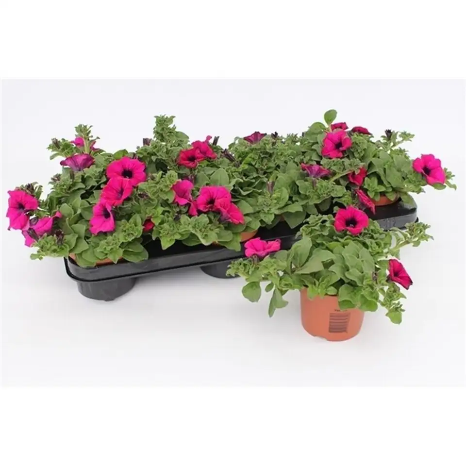 Петуния D13 H15 - Petunia Sunpleasure Purple - Image 3