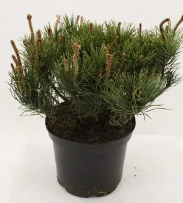 Пинус D23 H55 - Pinus Mugo Mughus