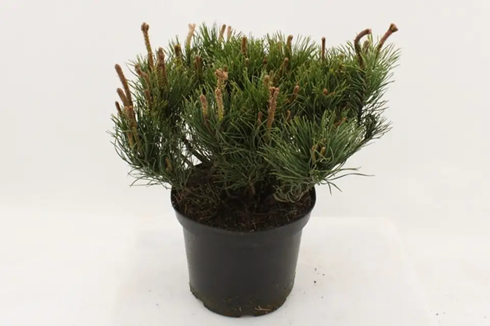 Пинус D23 H55 - Pinus Mugo Mughus
