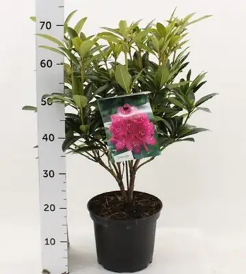 Рододендрон D25 H50 - Rhododendron hybride