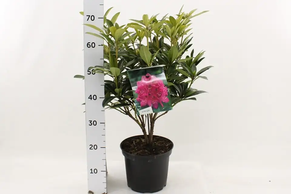 Рододендрон D25 H50 - Rhododendron hybride