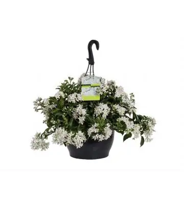 Соланум D25 H35 - Solanum Jasminoides