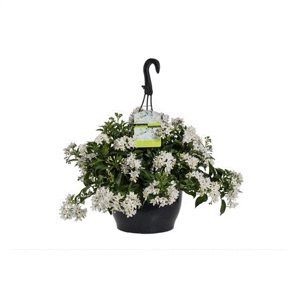 Соланум D25 H35 - Solanum Jasminoides