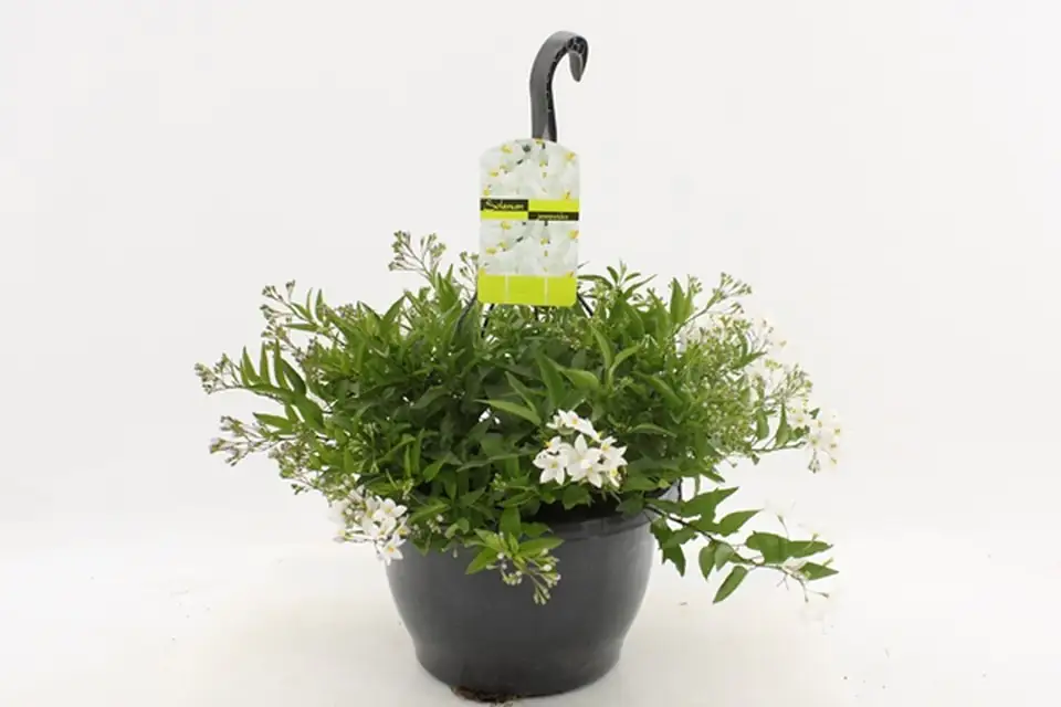 Соланум D25 H35 - Solanum Jasminoides - Image 2