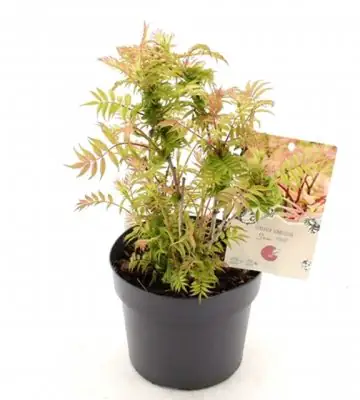 Сорбариа D19 H35 - Sorbaria sorbifolia Sem