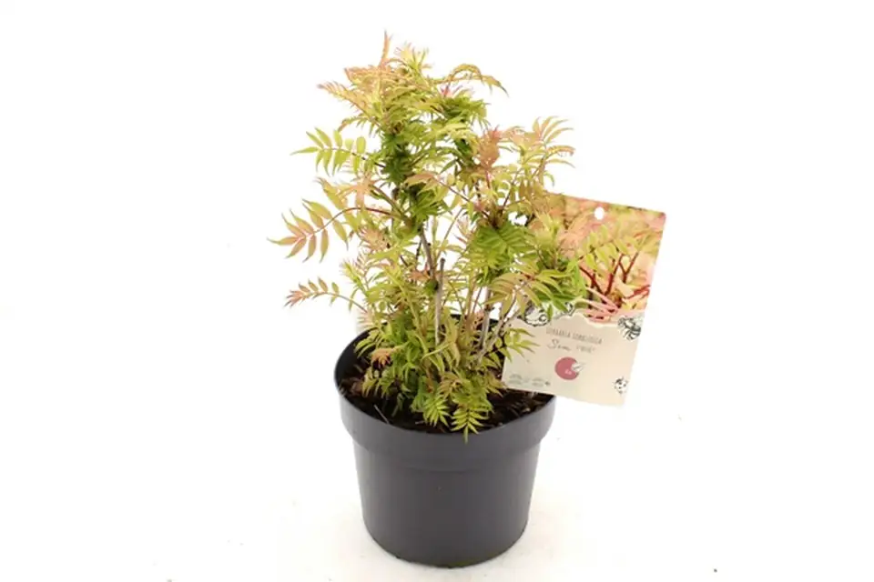 Сорбариа D19 H35 - Sorbaria sorbifolia Sem