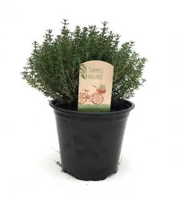 Мащерка D14 H25 - Thymus Vulgaris Faustini