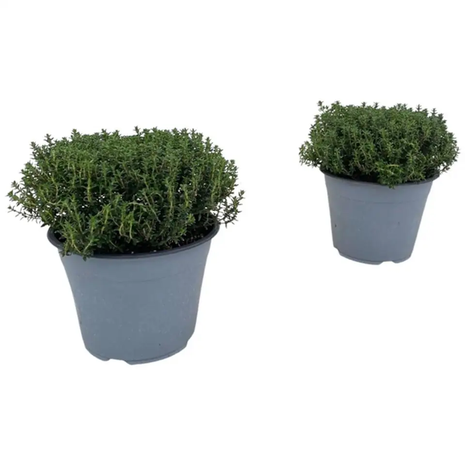 Мащерка D14 H25 - Thymus Vulgaris Faustini - Image 2