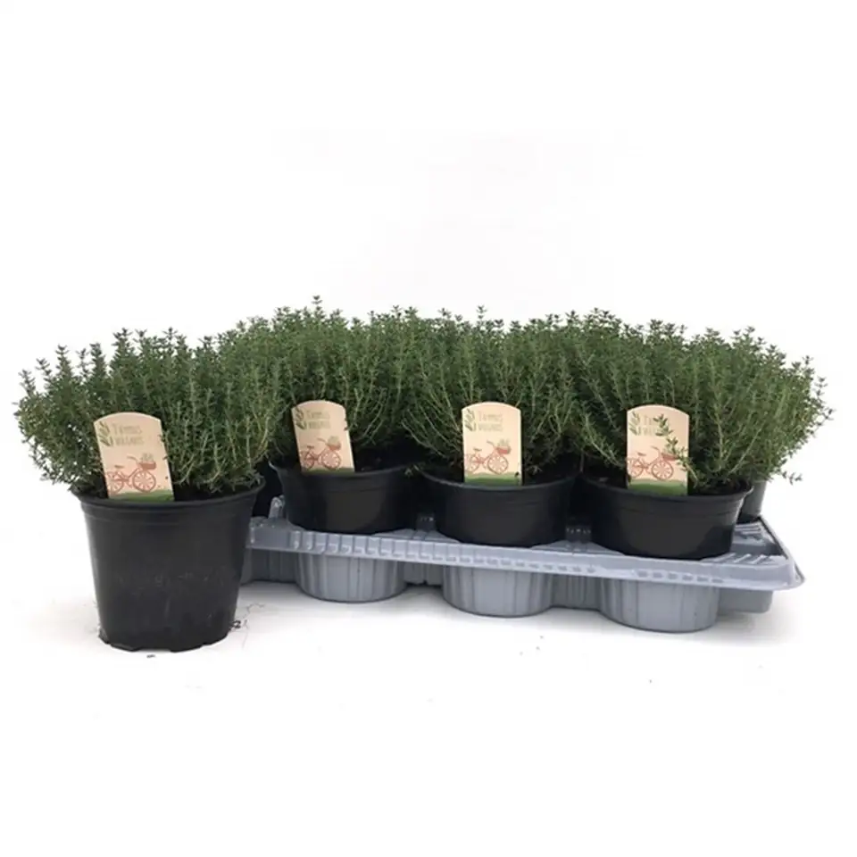 Мащерка D14 H25 - Thymus Vulgaris Faustini - Image 3