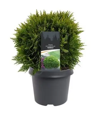 Туя D19 H30 - Thuja Danica