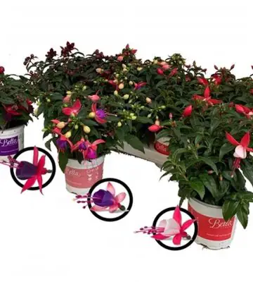 Фуксия D10.5 H25 - Fuchsia Bella mix