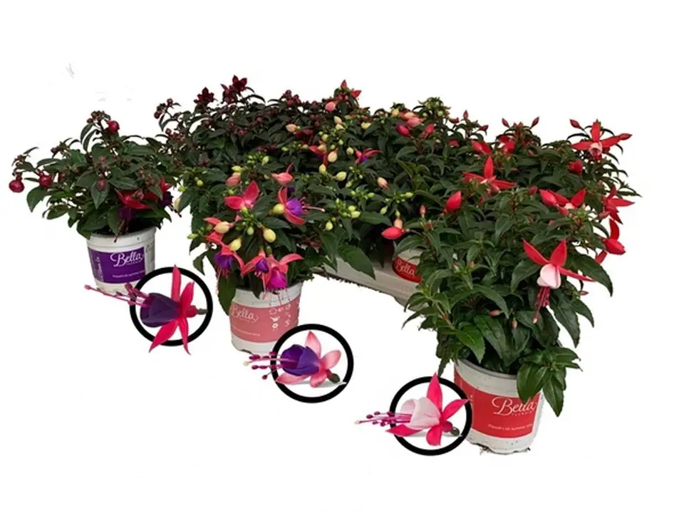 Фуксия D10.5 H25 - Fuchsia Bella mix