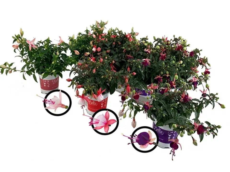 Фуксия D10.5 H25 - Fuchsia Bella mix - Image 2