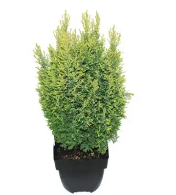 Хемаципарис D17 H55 - Chamaecyparis Ellwoods Gold