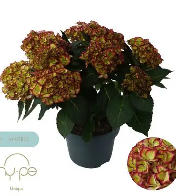 Хортензия D23 H45 - Hydrangea Hi Moon Red