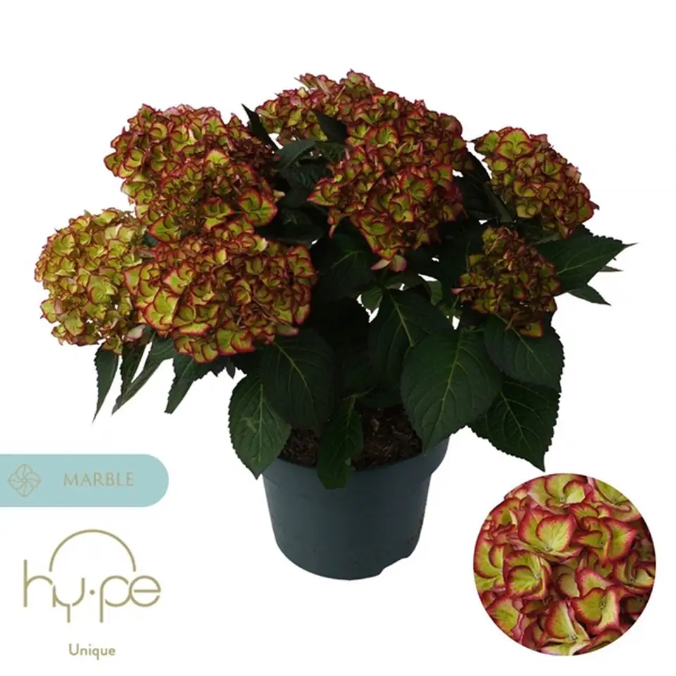 Хортензия D23 H45 - Hydrangea Hi Moon Red - Image 2