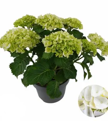 Хортензия D23 H45 - Hydrangea Mophead White