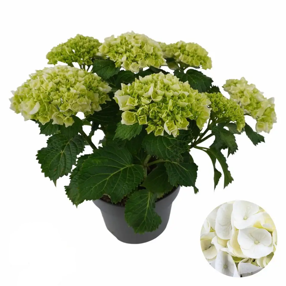 Хортензия D23 H45 - Hydrangea Mophead White