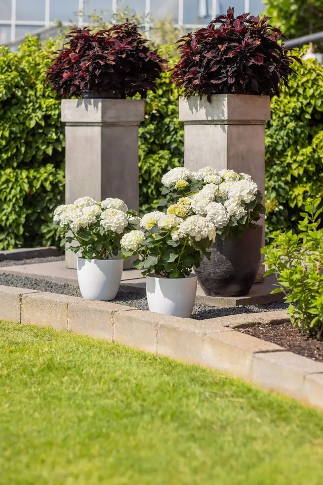 Хортензия D23 H45 - Hydrangea Mophead White - Image 3