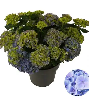 НАЧАЛО 2 Хортензия D23 H45 - Hydrangea Mophead Blue