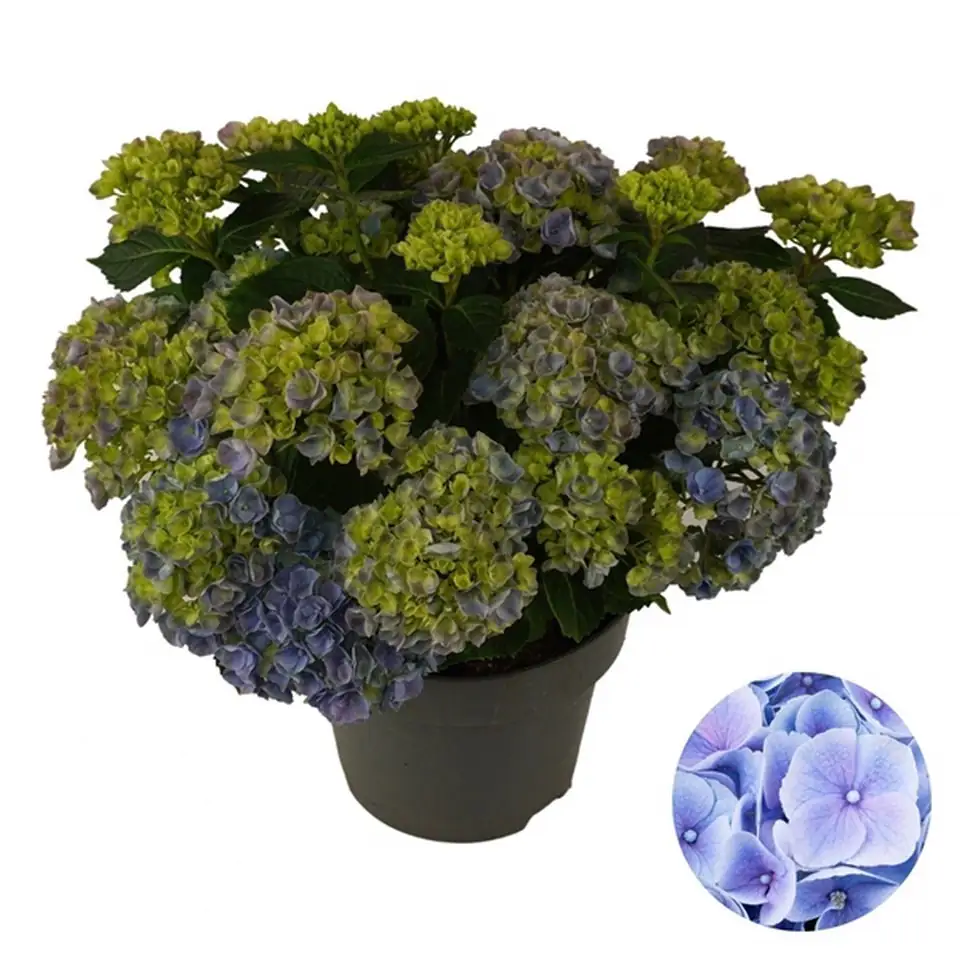 Хортензия D23 H45 - Hydrangea Mophead Blue