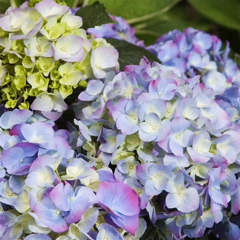 Хортензия D23 H45 - Hydrangea Mophead Blue - Image 2