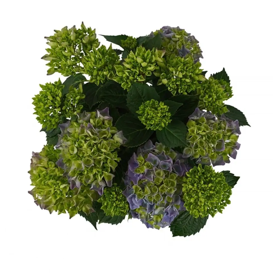 Хортензия D23 H45 - Hydrangea Mophead Blue - Image 3