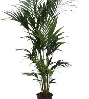 Ховея D17 H100 - Howea Forsteriana