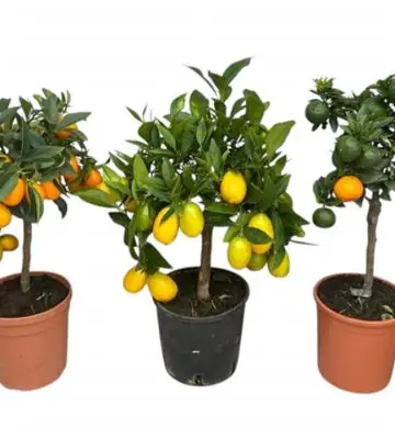 Цитрофортунела D15 H45 - Citrofortunela mix