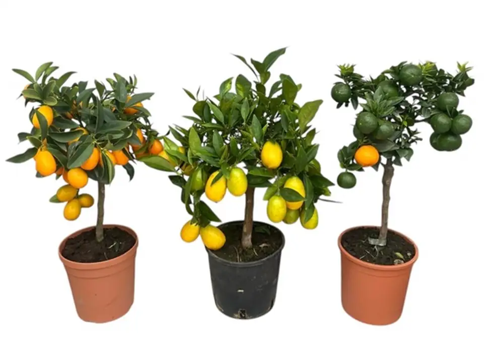 Цитрофортунела D15 H45 - Citrofortunela mix