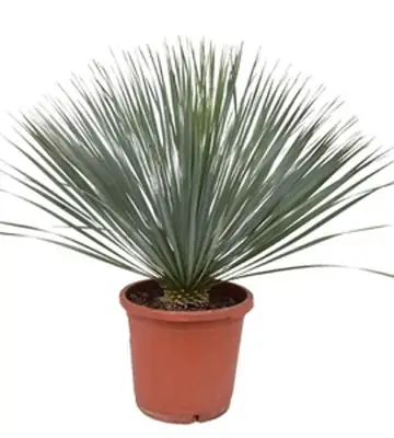 Юка D30 H80 - Yucca Rostrata