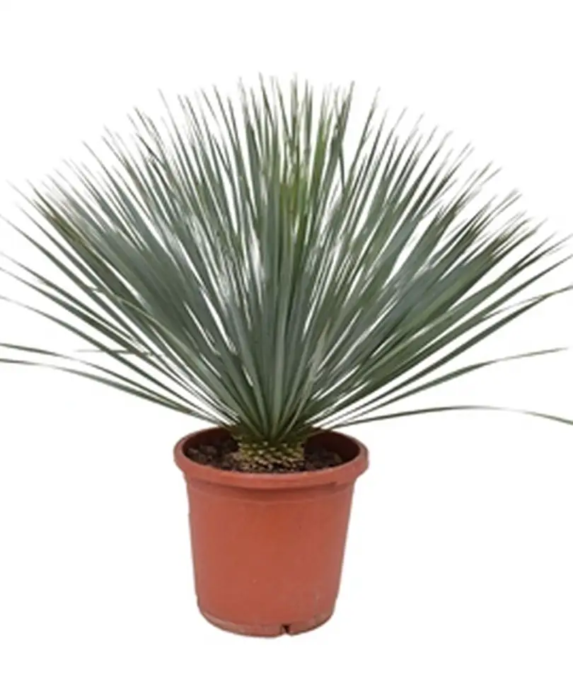 Юка D30 H80 - Yucca Rostrata